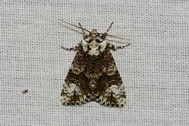 Attēlu rezultāti vaicājumam “Craniophora ligustri imago”