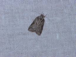 Attēlu rezultāti vaicājumam “Nycteola degenerana”