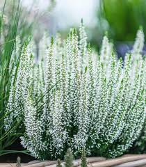 Attēlu rezultāti vaicājumam “Calluna vulgaris flower”