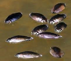 Attēlu rezultāti vaicājumam “Gyrinidae”