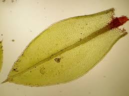 Attēlu rezultāti vaicājumam “Bryum funkii”