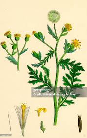 Attēlu rezultāti vaicājumam “Senecio viscosus”