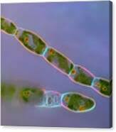 Attēlu rezultāti vaicājumam “Trentepohlia sp.”