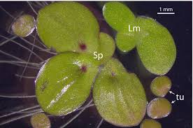 Attēlu rezultāti vaicājumam “Spirodela polyrhiza”
