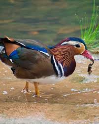 Attēlu rezultāti vaicājumam “Aix galericulata male”