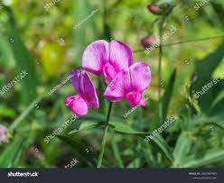 Attēlu rezultāti vaicājumam “Lathyrus tuberosus”