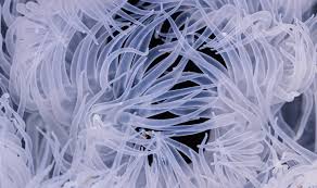 Attēlu rezultāti vaicājumam “Tubifera applanata macro”