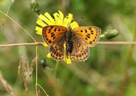 Attēlu rezultāti vaicājumam “Lycaena virgaureae”