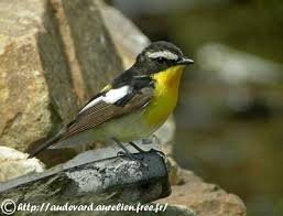 Attēlu rezultāti vaicājumam “Muscicapidae”