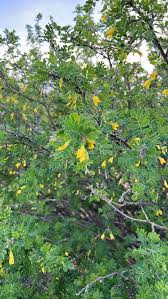 Attēlu rezultāti vaicājumam “Caragana arborescens flower”