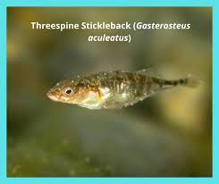 Attēlu rezultāti vaicājumam “Gasterosteus aculeatus”