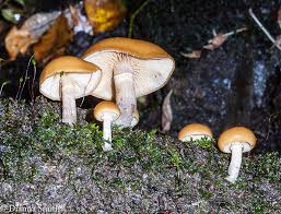 Attēlu rezultāti vaicājumam “Galerina marginata”