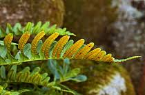 Attēlu rezultāti vaicājumam “Trichia ambigua spores”