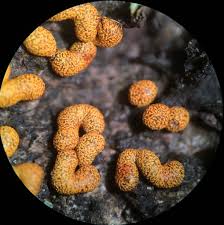 Attēlu rezultāti vaicājumam “Physarum bryomacrocarpum spores”