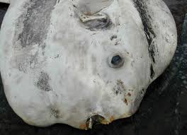 Image result for Mola alexandrini