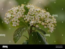 Attēlu rezultāti vaicājumam “Viburnum lantana  flower”