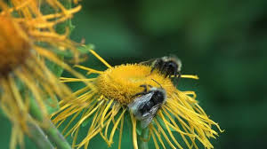 Attēlu rezultāti vaicājumam “Telekia speciosa bud”
