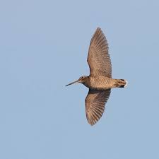 Attēlu rezultāti vaicājumam “Scolopax rusticola”
