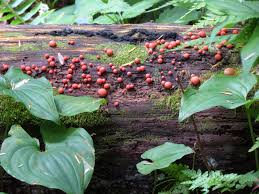 Attēlu rezultāti vaicājumam “Physarum virescens sessile”