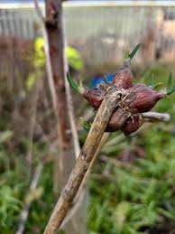Attēlu rezultāti vaicājumam “Thalictrum aquilegifolium bud”