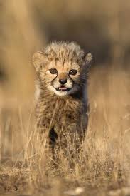 Afbeeldingsresultaat voor cheeta