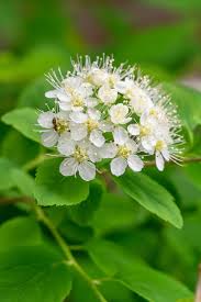 Attēlu rezultāti vaicājumam “Spiraea chamaedryfolia flower”