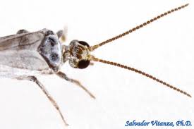 Attēlu rezultāti vaicājumam “Coniopterygidae”