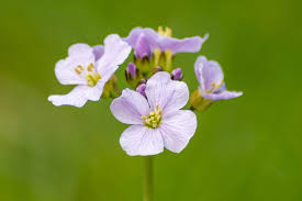 Attēlu rezultāti vaicājumam “Cardamine pratensis leaf”