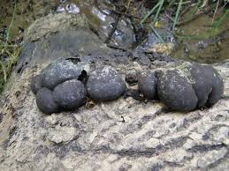 Attēlu rezultāti vaicājumam “Lycogala confusum spores”