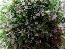 Attēlu rezultāti vaicājumam “Leucobryum glaucum”