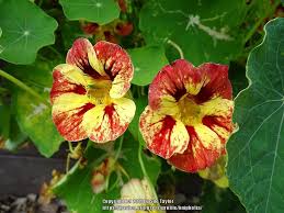 Image result for Tropaeolum minus