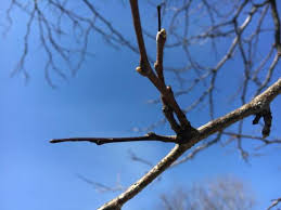 Attēlu rezultāti vaicājumam “Gleditsia triacanthos bud”
