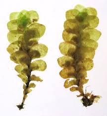 Attēlu rezultāti vaicājumam “Scapania lingulata”