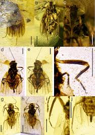 Attēlu rezultāti vaicājumam “Sternorrhyncha”
