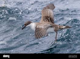 Image result for Puffinus gravis