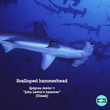 Image result for Sphyrna media