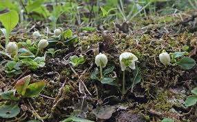 Attēlu rezultāti vaicājumam “Moneses uniflora fruit”