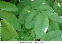 Attēlu rezultāti vaicājumam “Sanguisorba officinalis leaf”