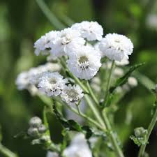 Attēlu rezultāti vaicājumam “Achillea ptarmica flower”