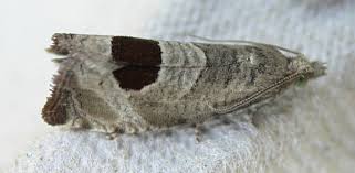 Attēlu rezultāti vaicājumam “Notocelia uddmanniana”