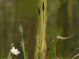 Attēlu rezultāti vaicājumam “Carex pilosa”