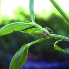 Attēlu rezultāti vaicājumam “Bayeriola thymicola”