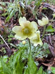 Attēlu rezultāti vaicājumam “Anemone x lipsiensis”