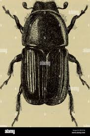 Attēlu rezultāti vaicājumam “Scolytus ratzeburgi”