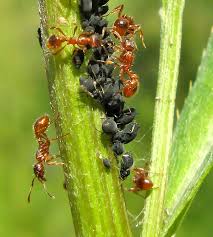 Attēlu rezultāti vaicājumam “Anacampsis blatariella”