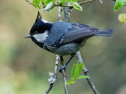 Attēlu rezultāti vaicājumam “Periparus ater adult”