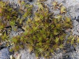 Attēlu rezultāti vaicājumam “Didymodon fallax var. brevifolius”