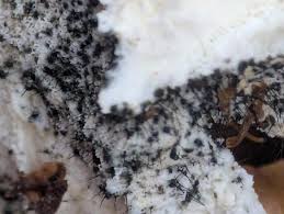 Attēlu rezultāti vaicājumam “Ophiostoma polyporicola”