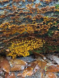 Attēlu rezultāti vaicājumam “Badhamia capsulifera stalked”