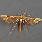 Attēlu rezultāti vaicājumam “Cnaemidophorus rhododactyla”